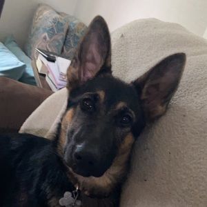 Meet your Posher, Wyatt